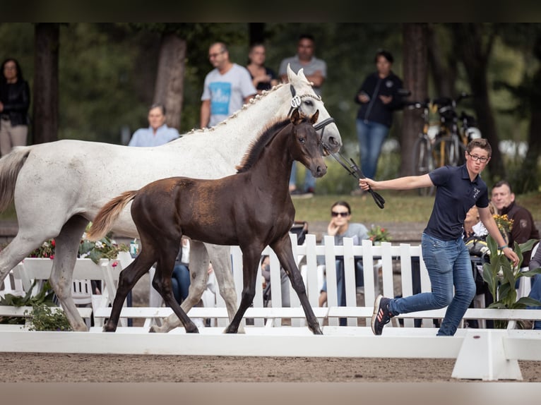 Hannoveraan Merrie 2 Jaar 170 cm Donkere-vos in Moers