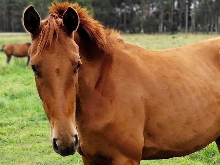 Hannoveraan Merrie 2 Jaar 170 cm Vos in Nennhausen