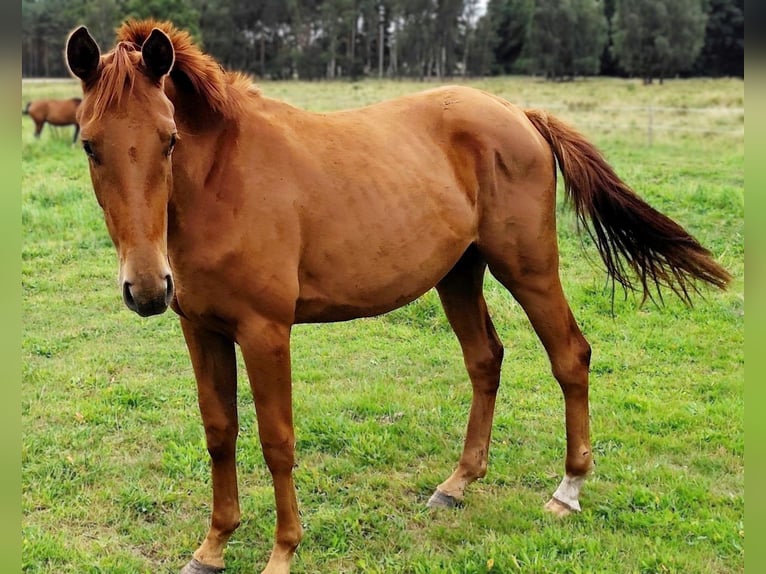Hannoveraan Merrie 2 Jaar 170 cm Vos in Nennhausen