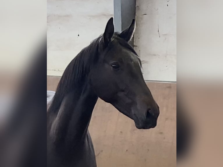 Hannoveraan Merrie 2 Jaar 170 cm Zwart in Achim