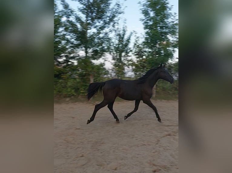 Hannoveraan Merrie 2 Jaar 170 cm Zwart in Hamburg Marmstorf