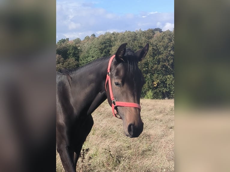 Hannoveraan Merrie 2 Jaar 170 cm Zwartbruin in Mansfeld
