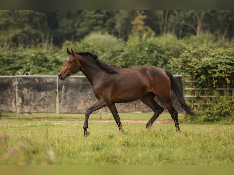 Hannoveraan Merrie 2 Jaar 170 cm Zwartbruin in Moers