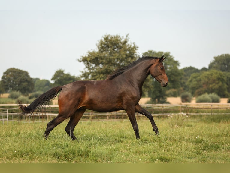 Hannoveraan Merrie 2 Jaar 170 cm Zwartbruin in Moers