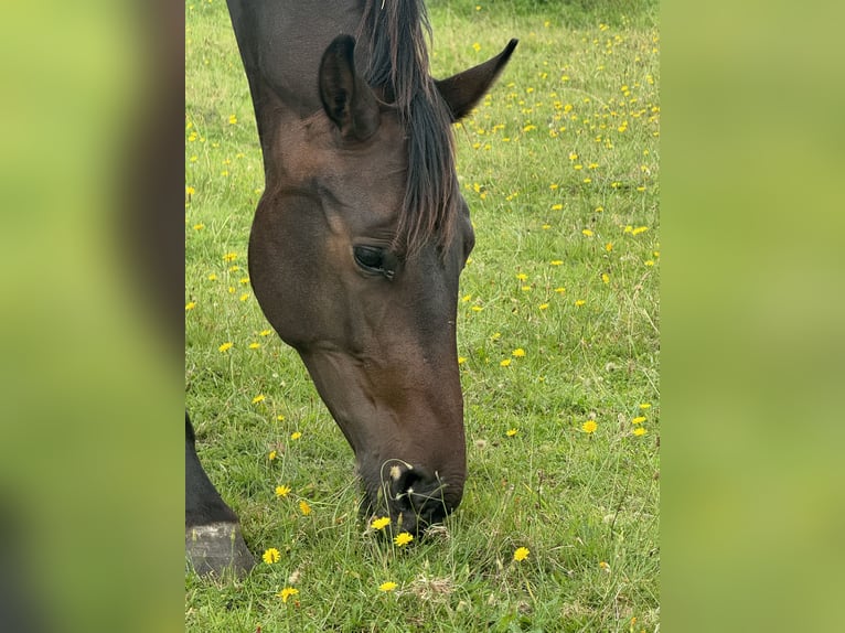 Hannoveraan Merrie 2 Jaar 172 cm Donkerbruin in Wittmund