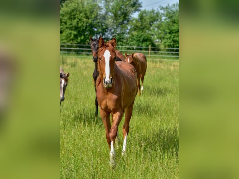 Hannoveraan Merrie 2 Jaar 172 cm Vos in Langenau