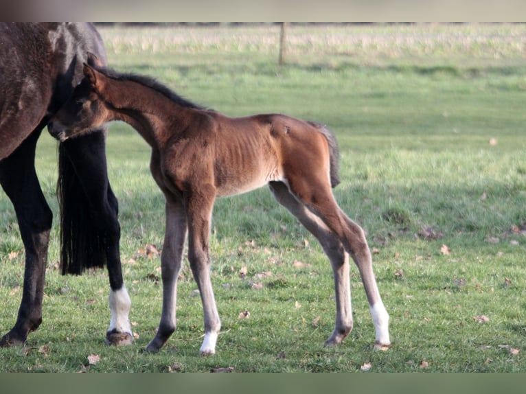 Hannoveraan Merrie 2 Jaar 172 cm Zwartbruin in Kutenholz