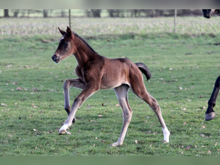 Hannoveraan Merrie 2 Jaar 172 cm Zwartbruin in Kutenholz