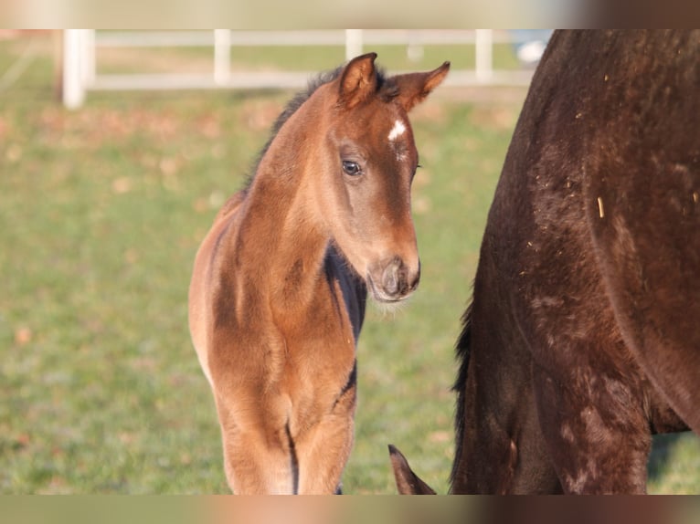 Hannoveraan Merrie 2 Jaar 172 cm Zwartbruin in Kutenholz