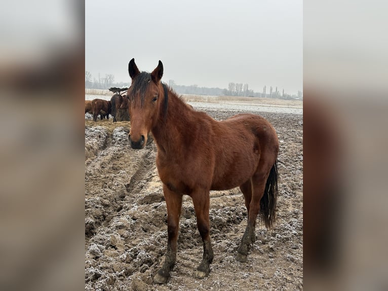 Hannoveraan Merrie 2 Jaar 173 cm Bruin in Babenhausen