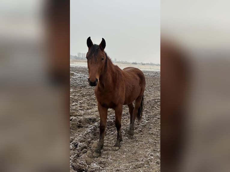 Hannoveraan Merrie 2 Jaar 173 cm Bruin in Babenhausen