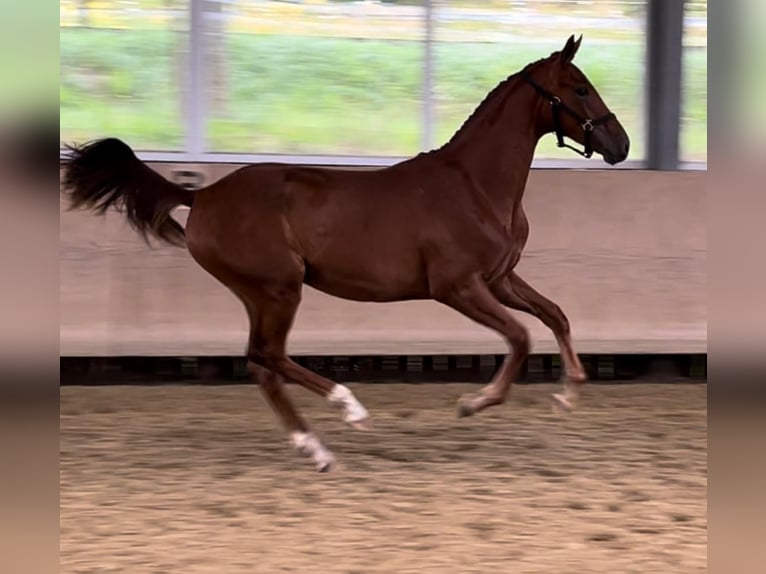 Hannoveraan Merrie 2 Jaar 173 cm Vos in Westerkappeln