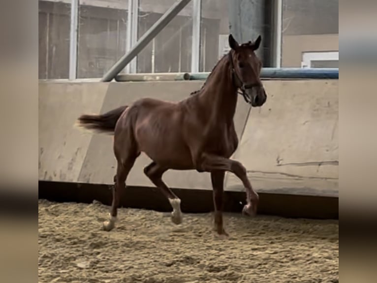 Hannoveraan Merrie 2 Jaar 173 cm Vos in Westerkappeln