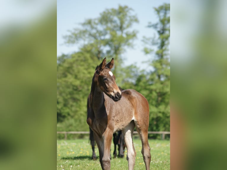 Hannoveraan Merrie 2 Jaar 173 cm Zwartbruin in Oyten
