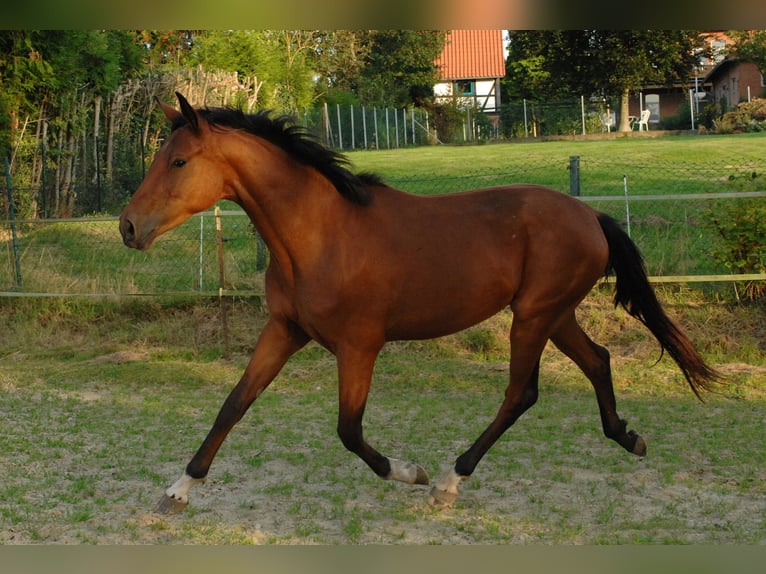 Hannoveraan Merrie 2 Jaar 175 cm Bruin in Hannover