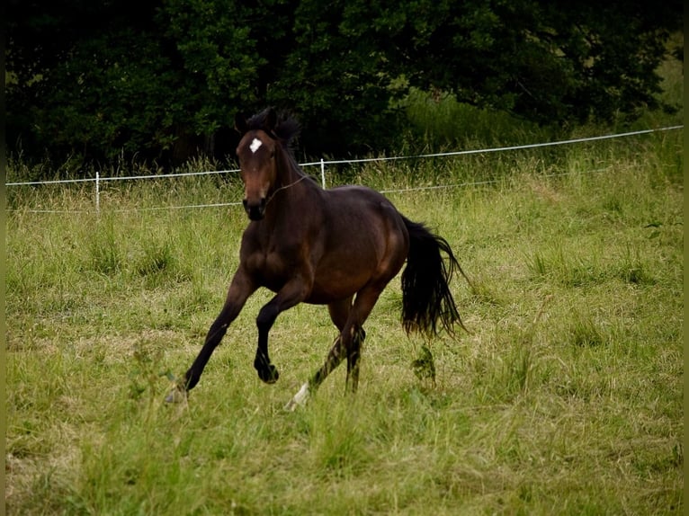 Hannoveraan Merrie 2 Jaar 175 cm Donkerbruin in Lautertal