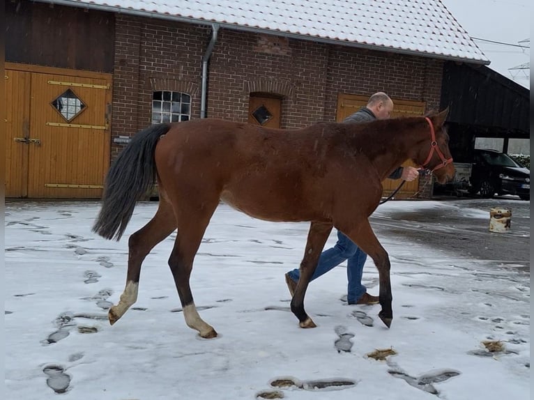 Hannoveraan Merrie 2 Jaar Bruin in Hamm