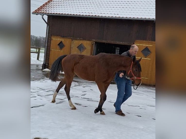 Hannoveraan Merrie 2 Jaar Bruin in Hamm