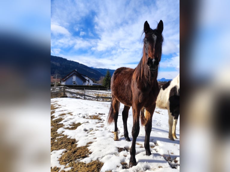 Hannoveraan Merrie 2 Jaar Donkerbruin in Selzthal
