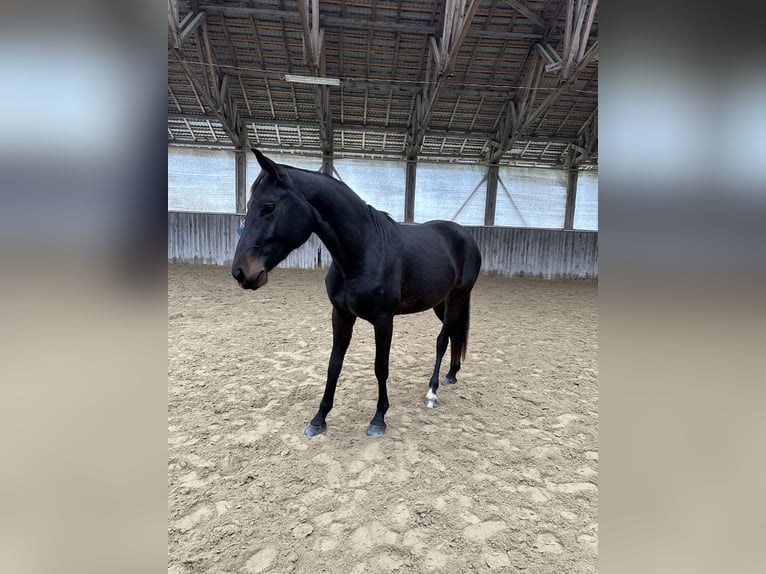 Hannoveraan Merrie 2 Jaar Donkerbruin in Sopron