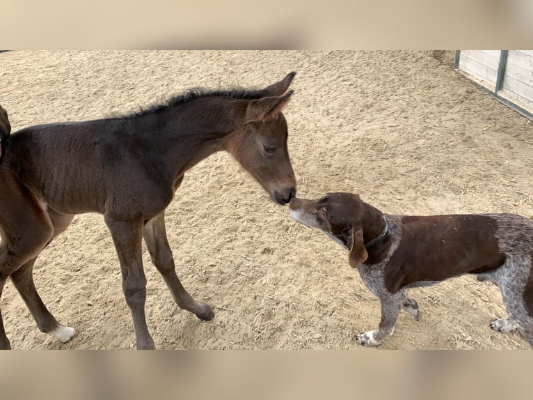 Hannoveraan Merrie 2 Jaar Donkerbruin in Sopron