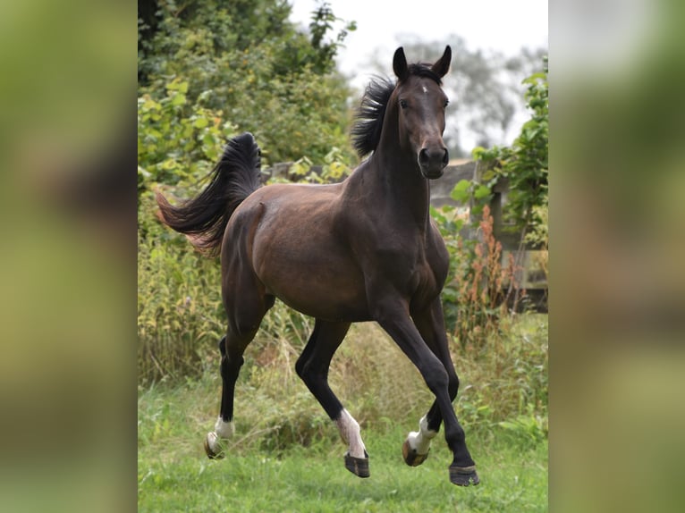 Hannoveraan Merrie 2 Jaar Donkerbruin in Strausberg