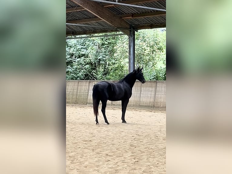 Hannoveraan Merrie 2 Jaar kan schimmel zijn in Morsbach
