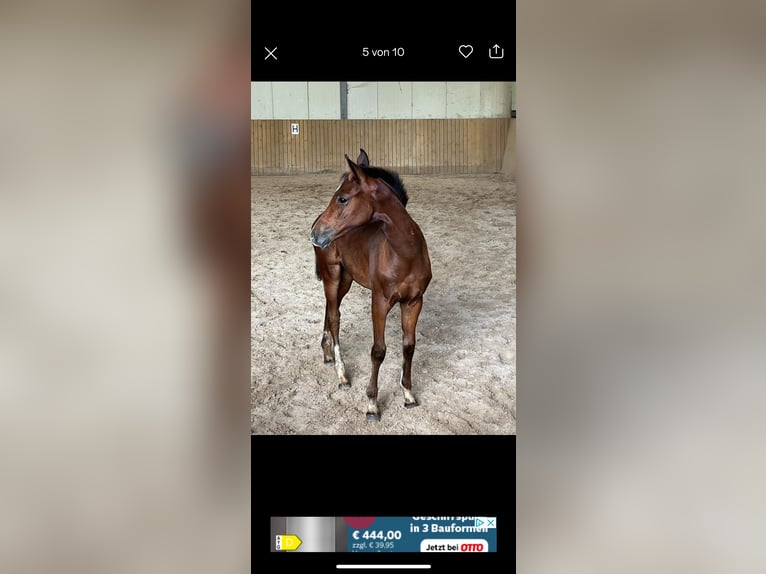 Hannoveraan Merrie 2 Jaar in Rommerskirchen