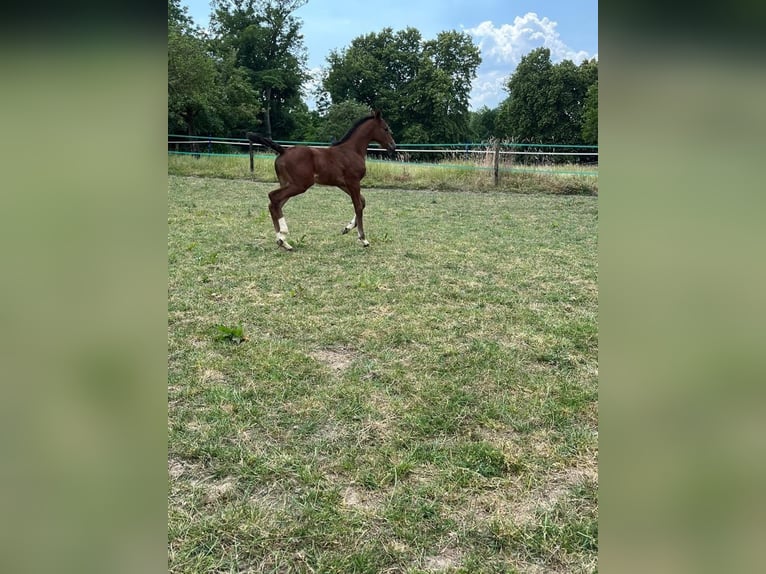 Hannoveraan Merrie 2 Jaar in Rommerskirchen