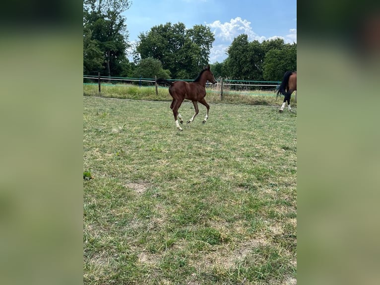 Hannoveraan Merrie 2 Jaar in Rommerskirchen