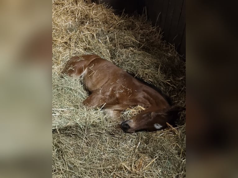 Hannoveraan Merrie 2 Jaar in Rommerskirchen