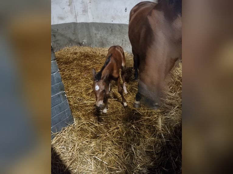 Hannoveraan Merrie 2 Jaar in Rommerskirchen