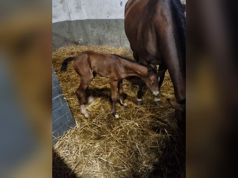 Hannoveraan Merrie 2 Jaar in Rommerskirchen