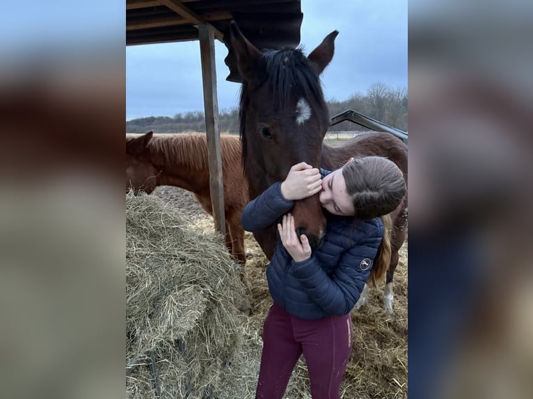 Hannoveraan Merrie 2 Jaar in Rommerskirchen