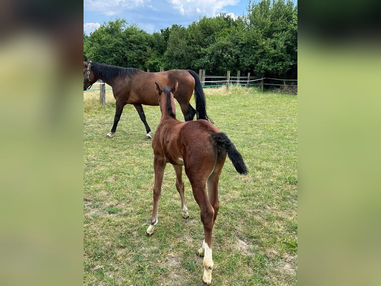 Hannoveraan Merrie 2 Jaar in Rommerskirchen