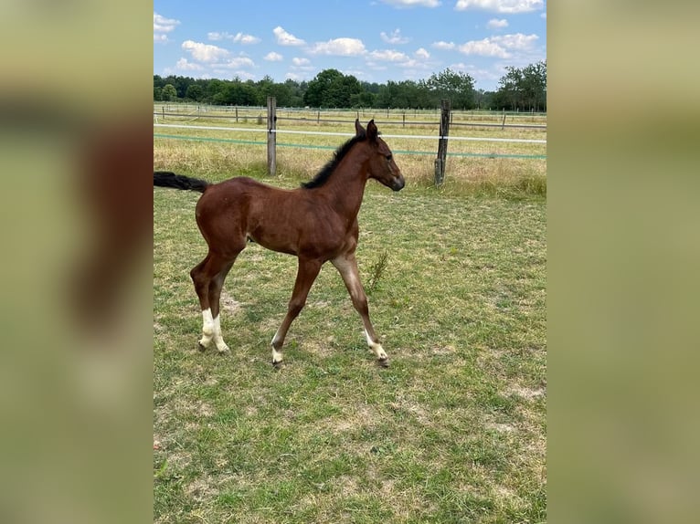 Hannoveraan Merrie 2 Jaar in Rommerskirchen