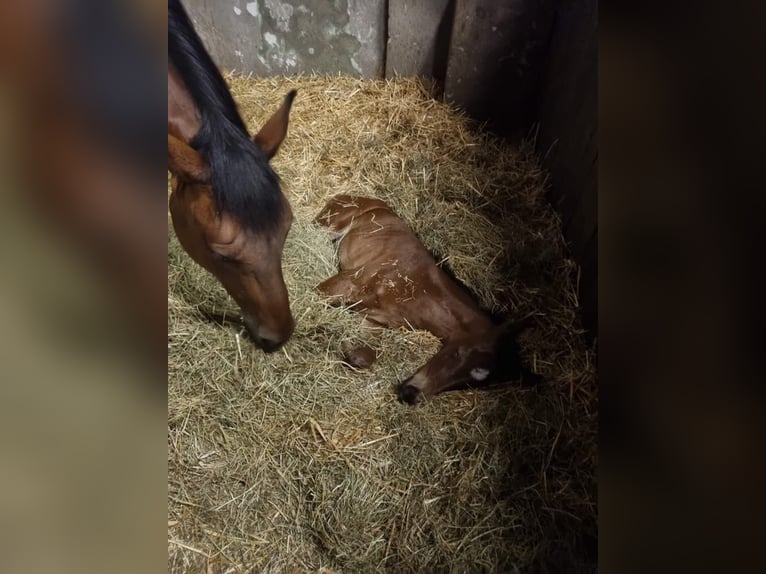 Hannoveraan Merrie 2 Jaar in Rommerskirchen