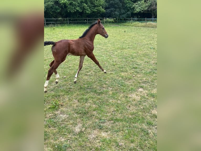 Hannoveraan Merrie 2 Jaar in Rommerskirchen