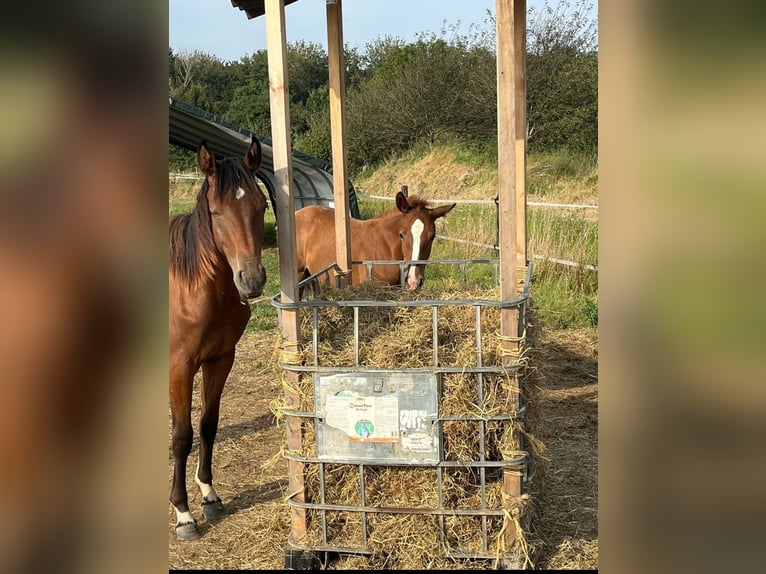 Hannoveraan Merrie 2 Jaar in Rommerskirchen