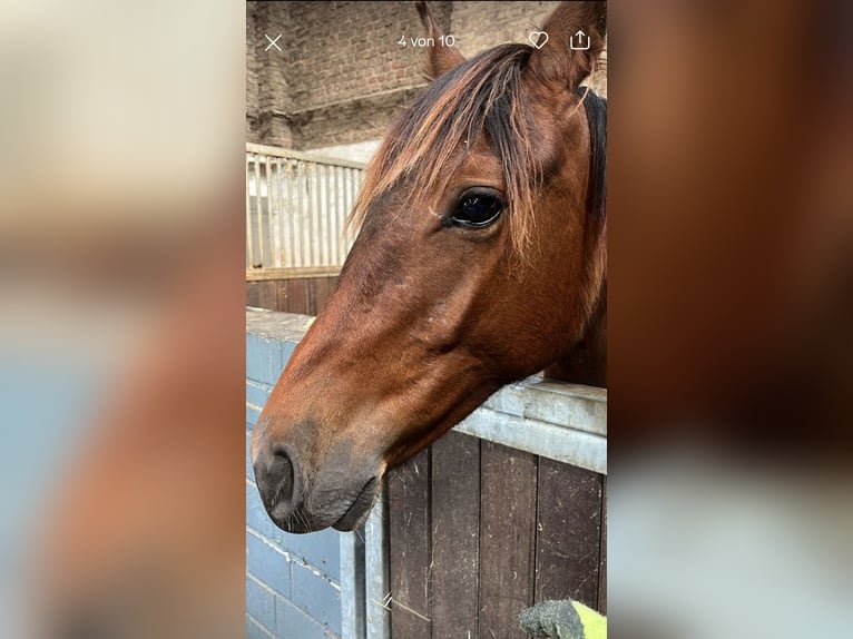 Hannoveraan Merrie 2 Jaar in Rommerskirchen