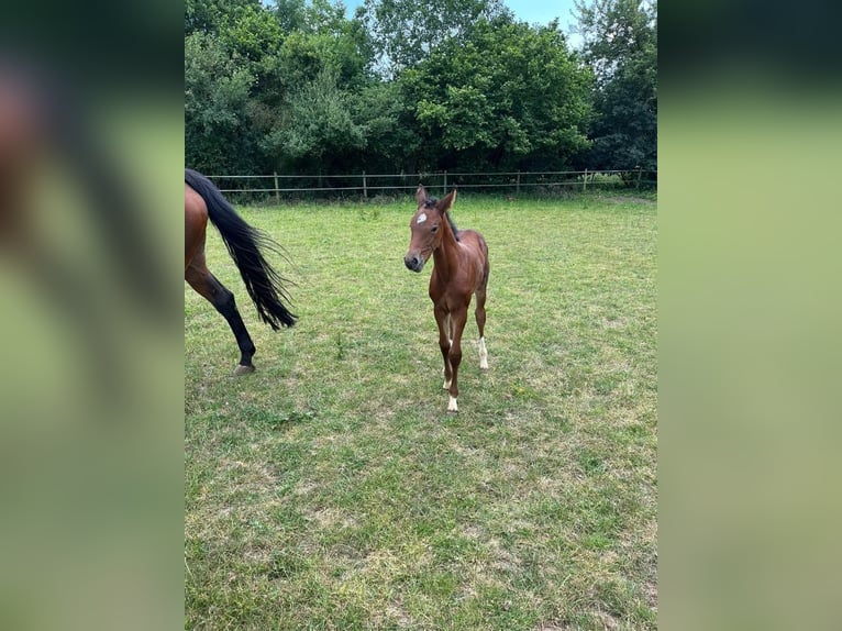 Hannoveraan Merrie 2 Jaar in Rommerskirchen