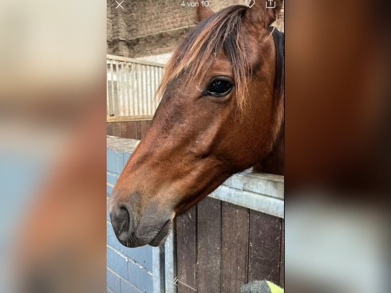 Hannoveraan Merrie 2 Jaar in Rommerskirchen