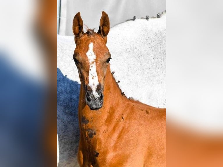 Hannoveraan Merrie 2 Jaar in Wetschen