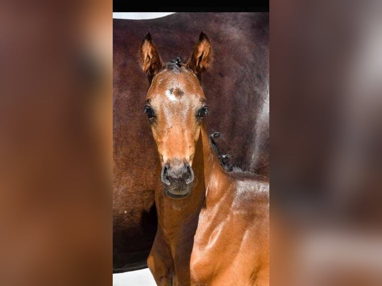 Hannoveraan Merrie 2 Jaar in Wetschen