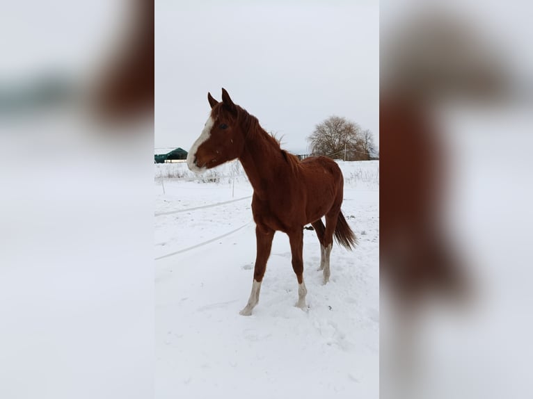 Hannoveraan Merrie 2 Jaar Vos in Oebisfelde