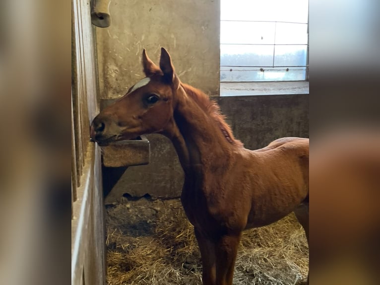 Hannoveraan Merrie 2 Jaar Vos in Irringsdorf