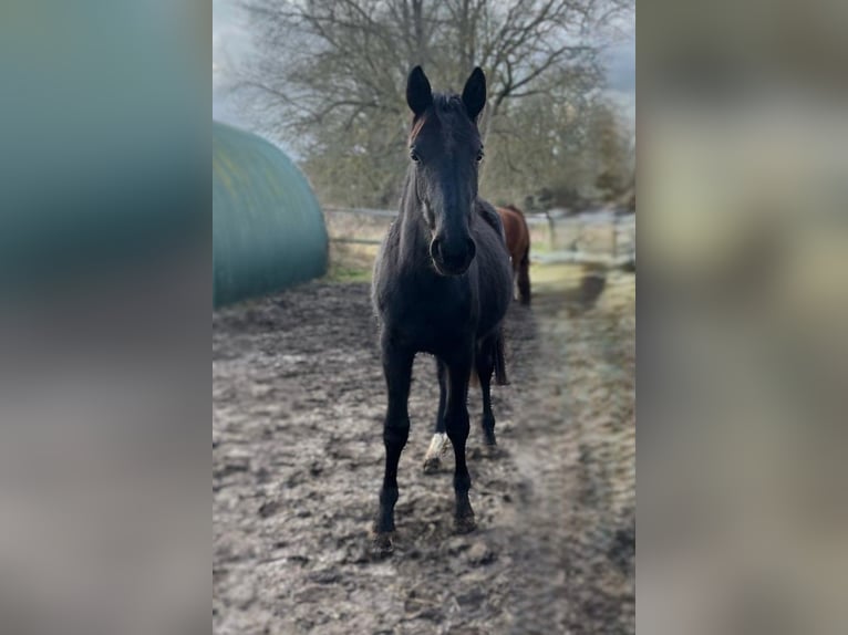 Hannoveraan Merrie 2 Jaar Zwart in Wietstock