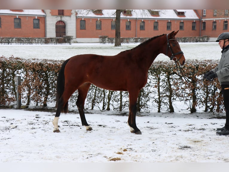 Hannoveraan Merrie 3 Jaar 152 cm Bruin in Celle