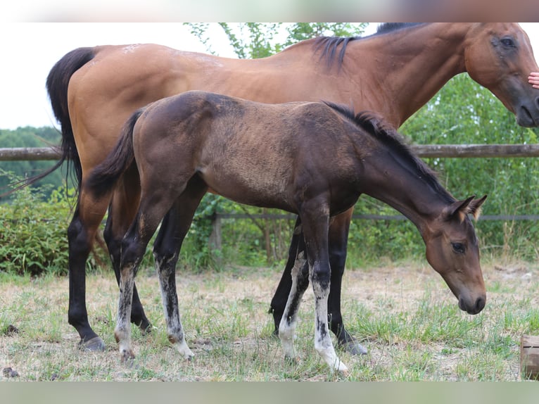 Hannoveraan Merrie 3 Jaar 154 cm Donkerbruin in Salins