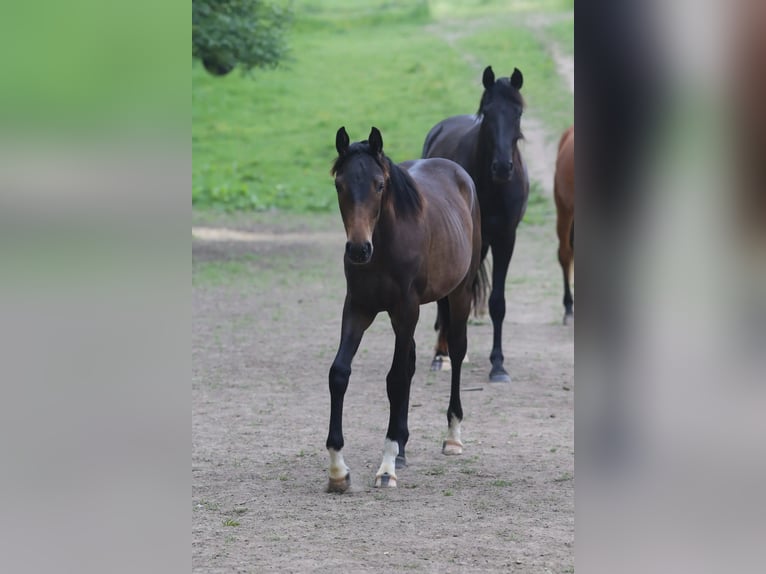 Hannoveraan Merrie 3 Jaar 154 cm Donkerbruin in Salins